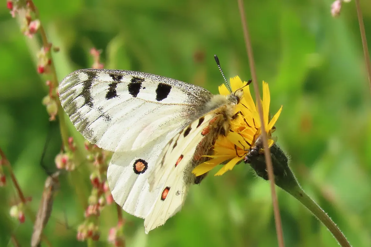Alpenapollo