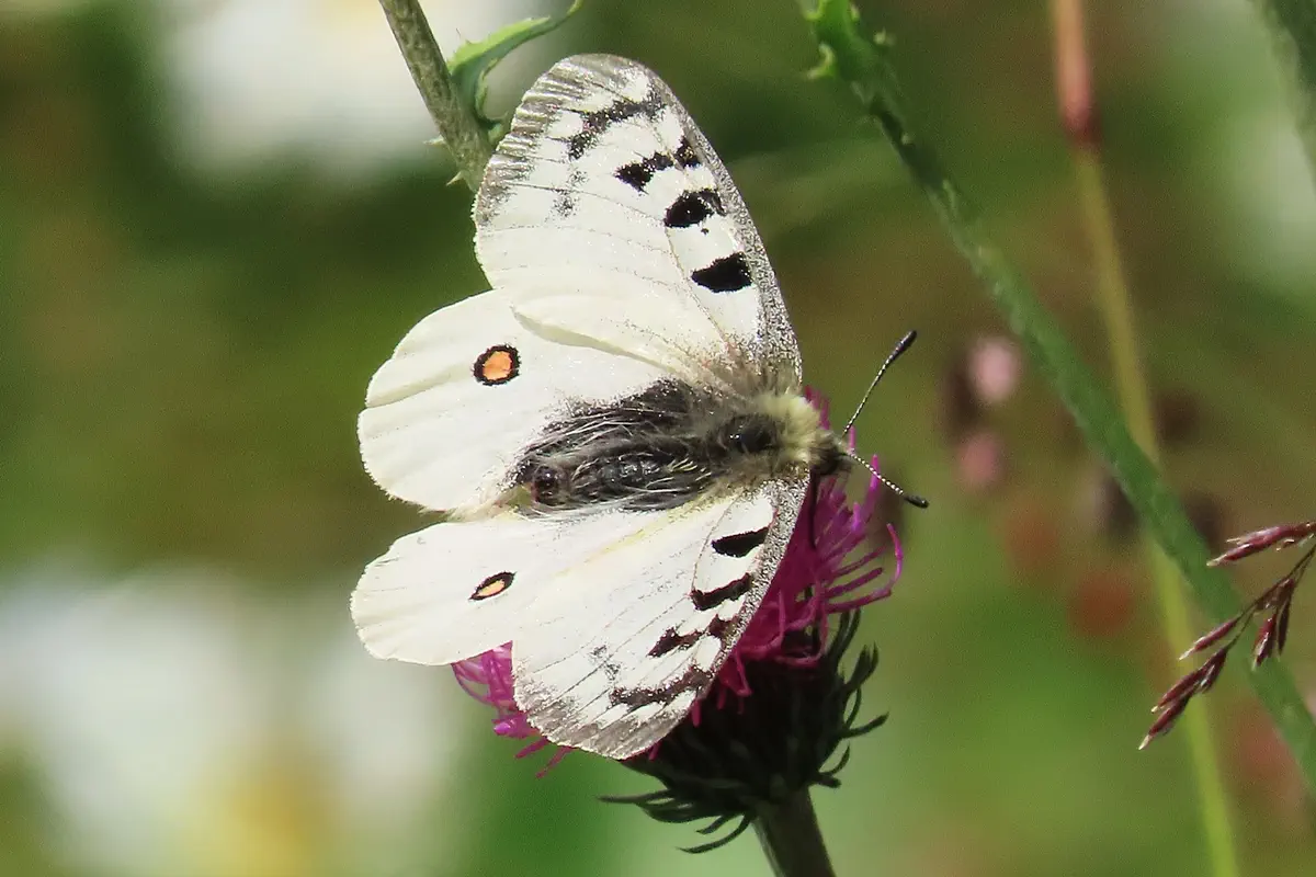 Alpenapollo