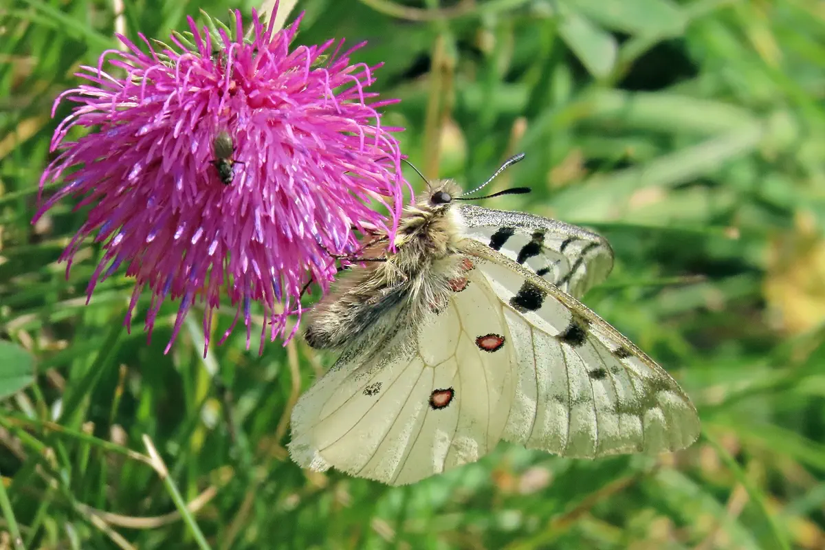 Alpenapollo