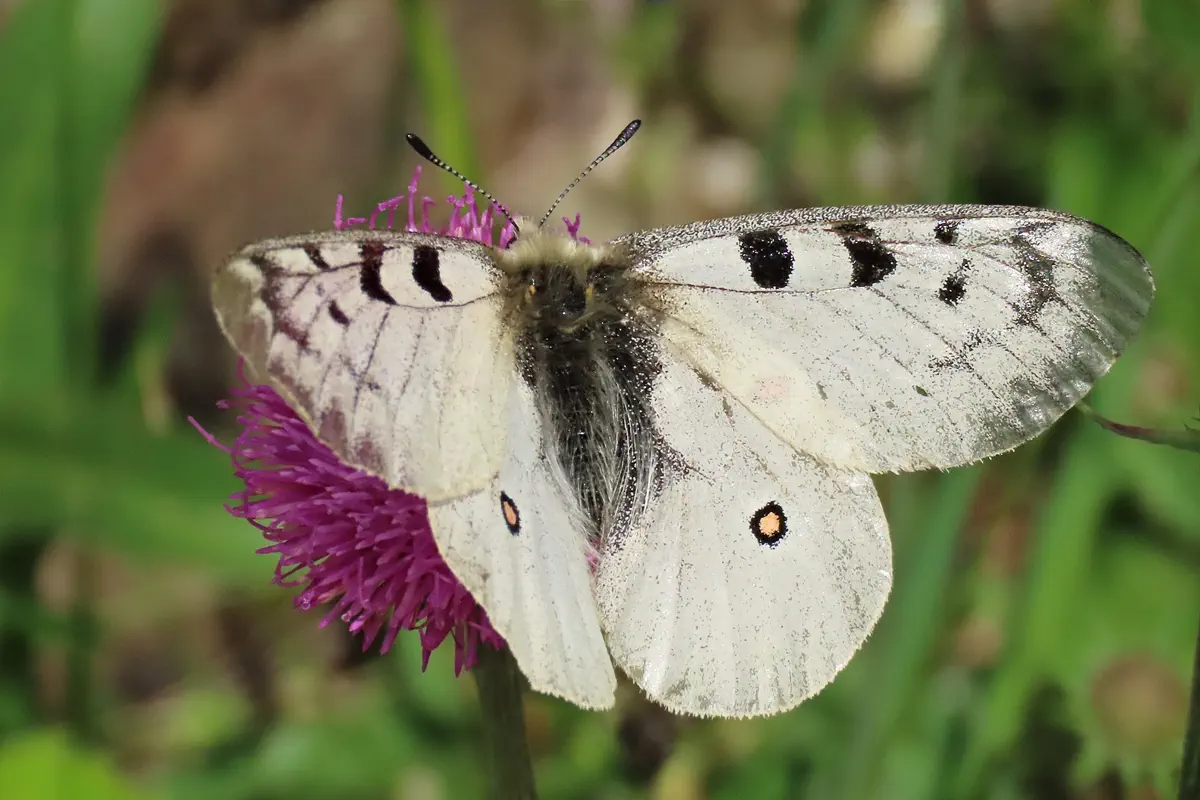 Alpenapollo