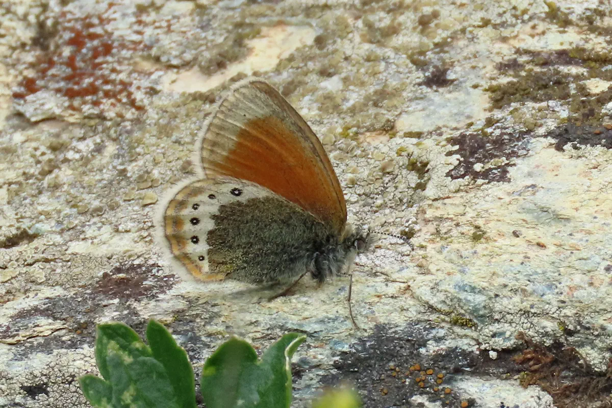 Alpenwiesenvögelchen