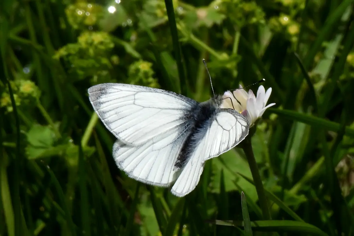 Bergweissling