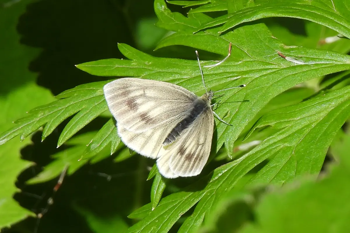 Bergweissling