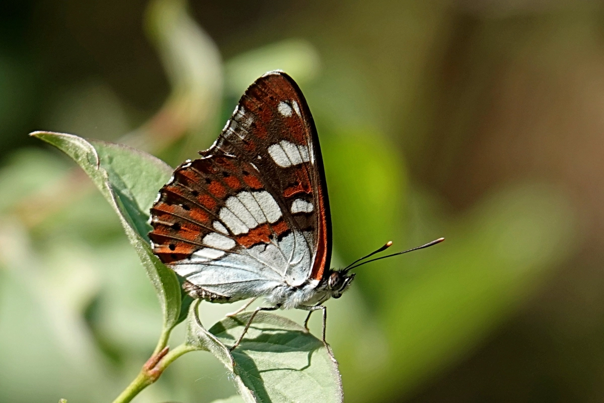 Blauschwarzer Eisvogel