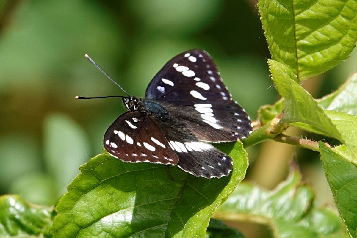 Blauschwarzer Eisvogel