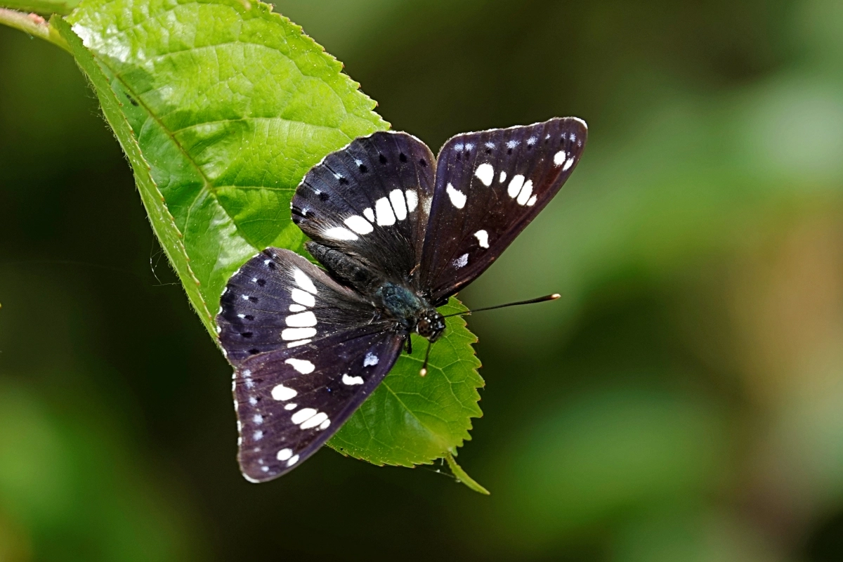 Blauschwarzer Eisvogel