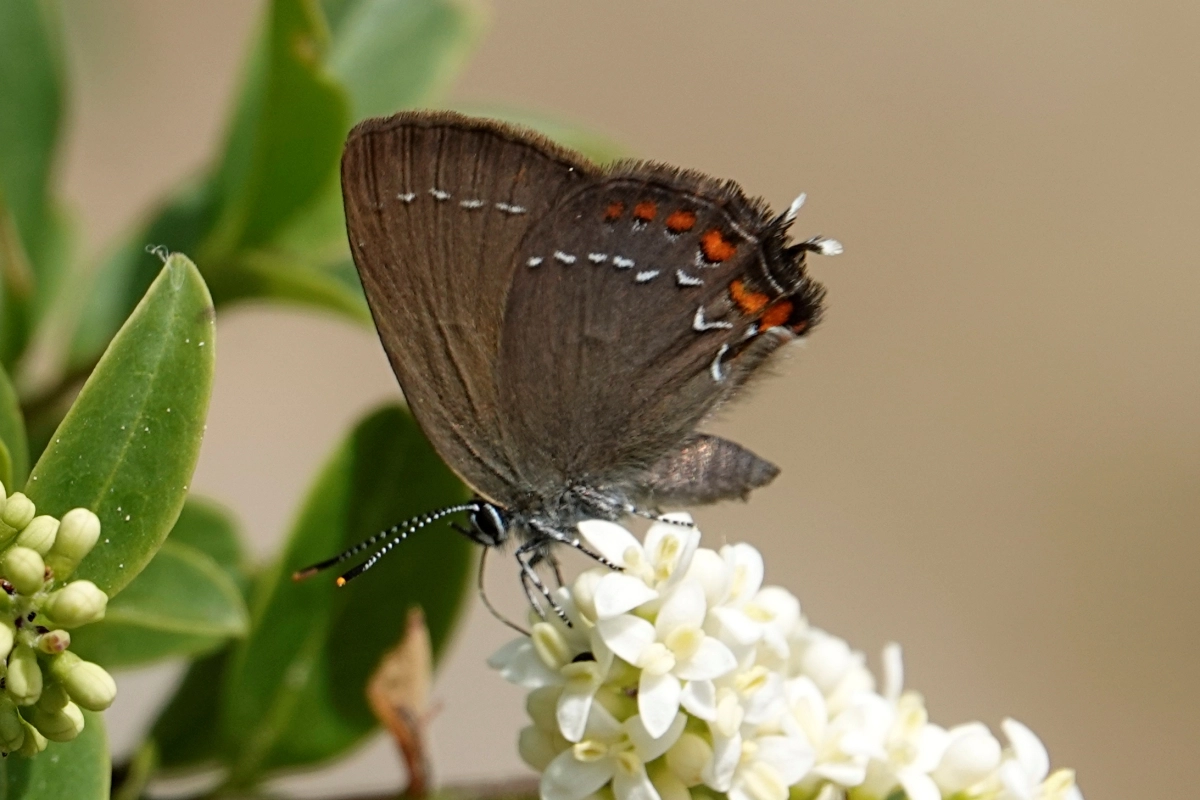 Brauner Eichenzipfelfalter
