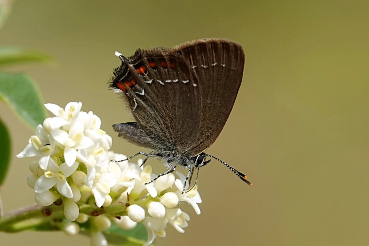 Brauner Eichenzipfelfalter