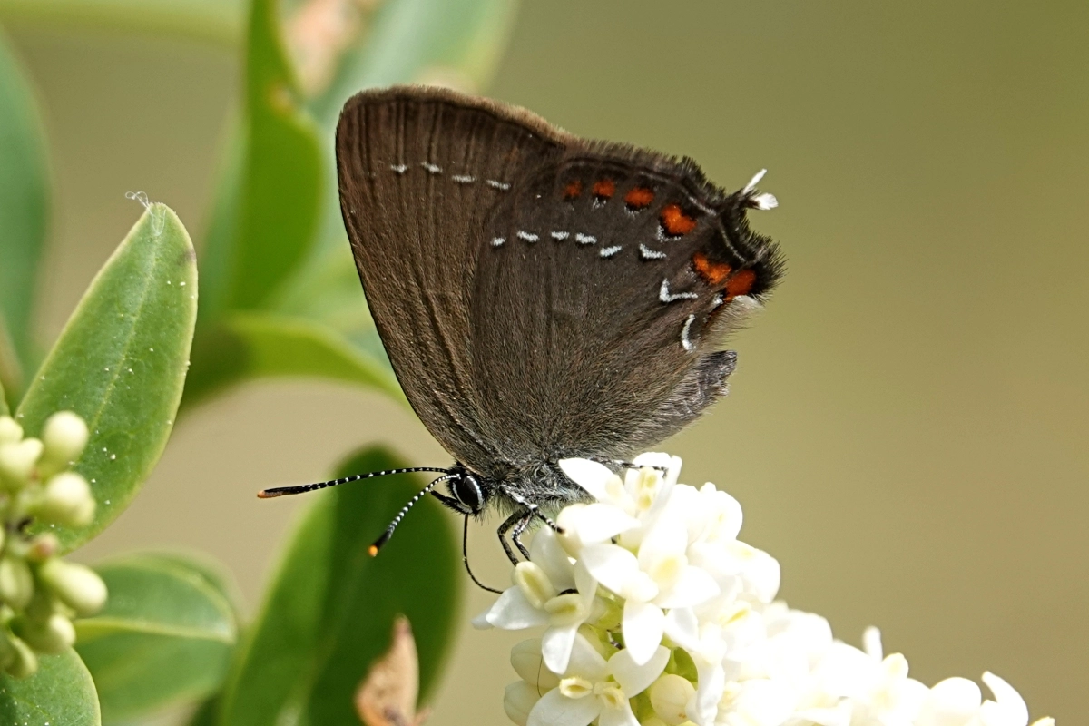 Brauner Eichenzipfelfalter