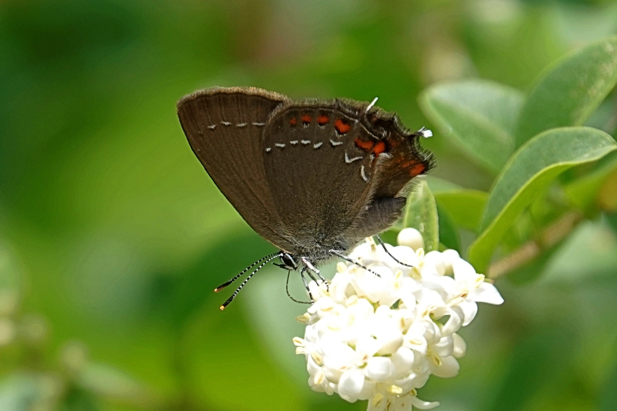Brauner Eichenzipfelfalter