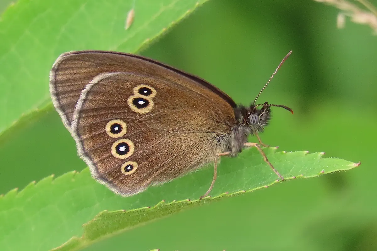 Brauner Waldvogel