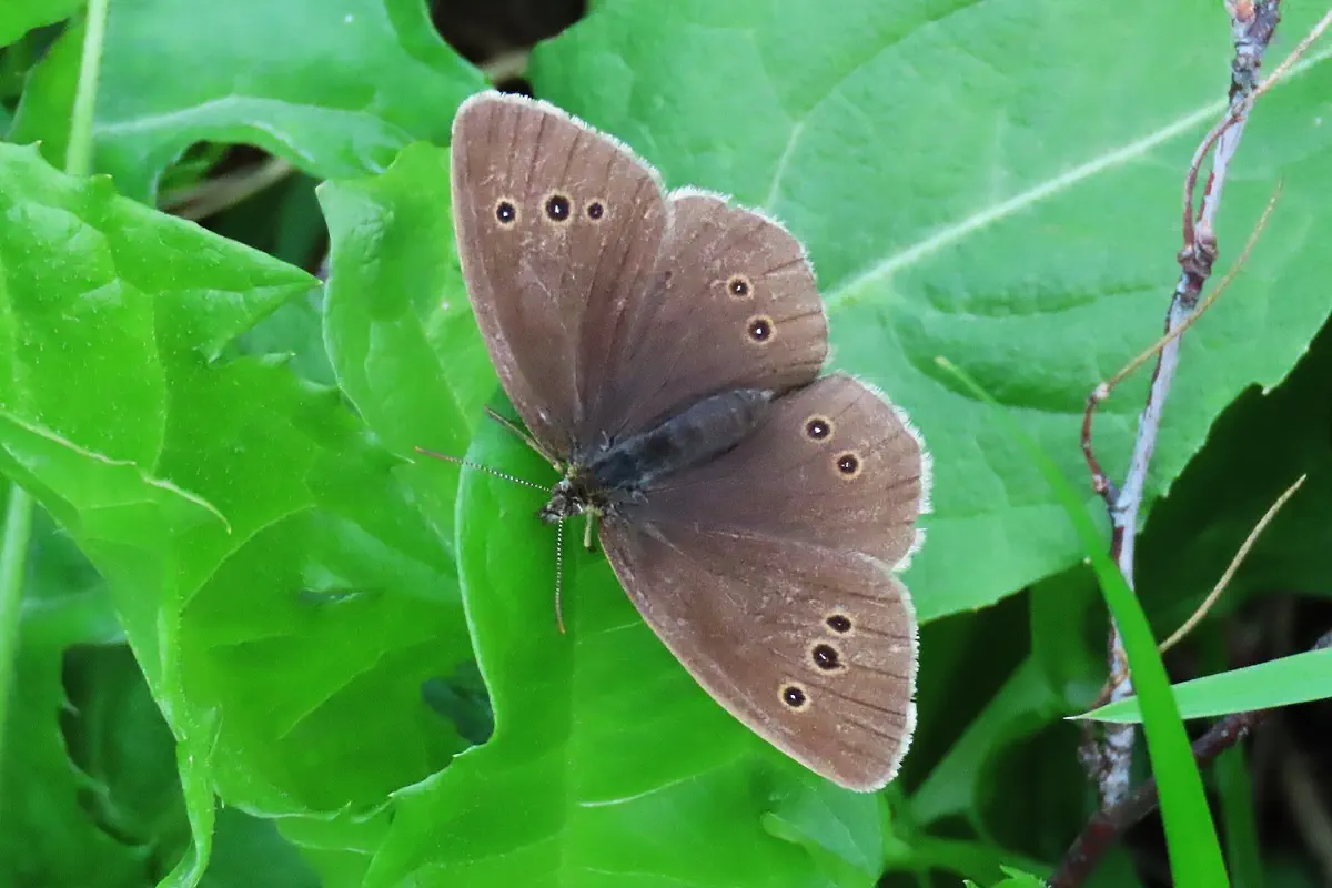 Brauner Waldvogel