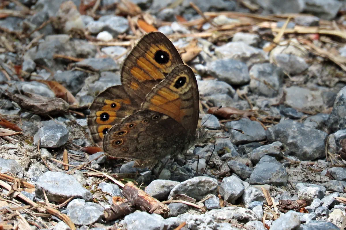 Braunscheckauge