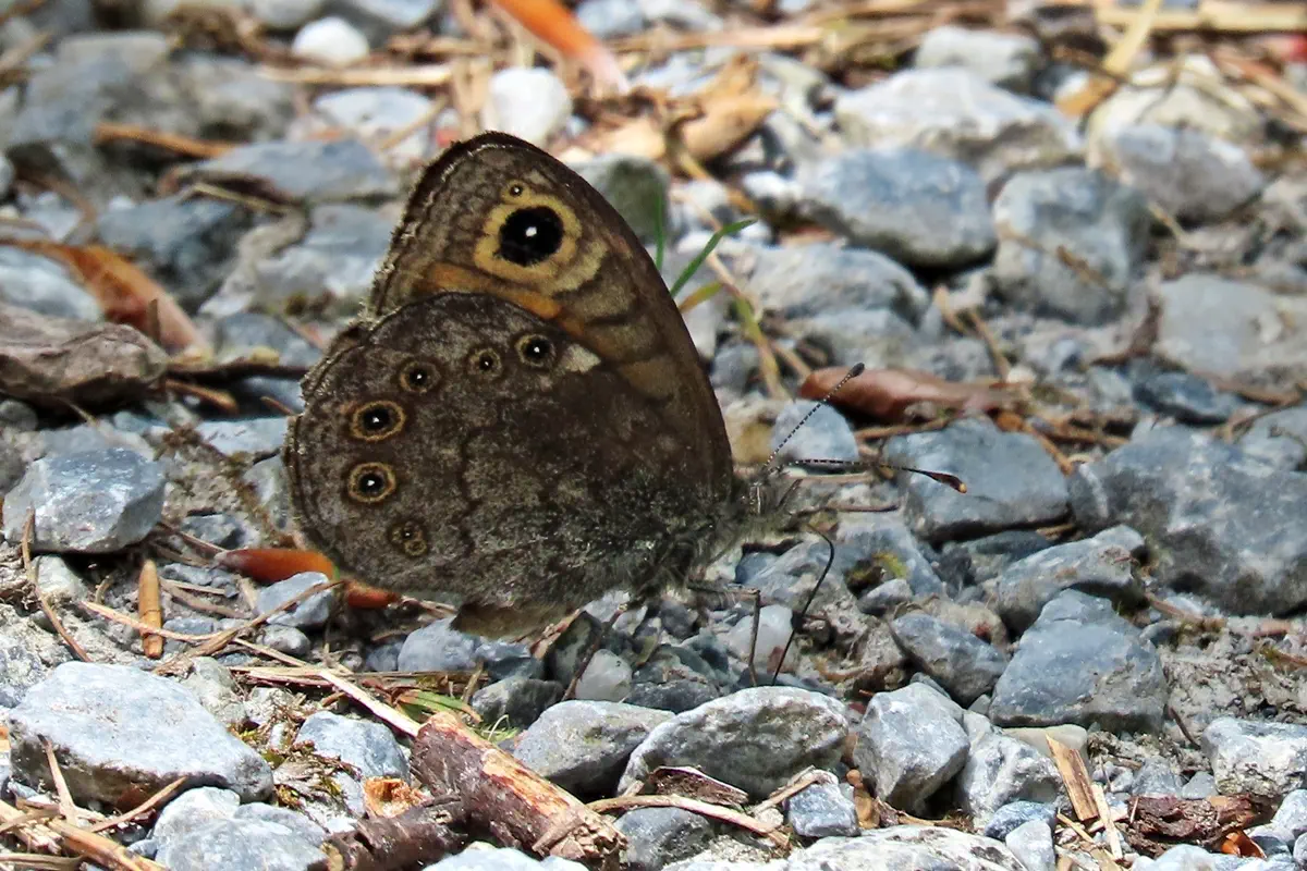 Braunscheckauge