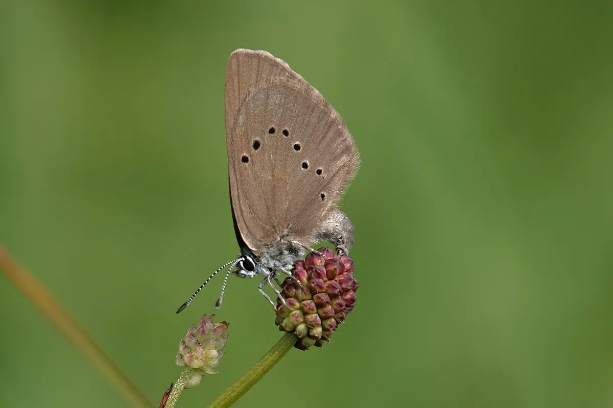 Dunkler Wiesenknopf-Ameisenbläuling