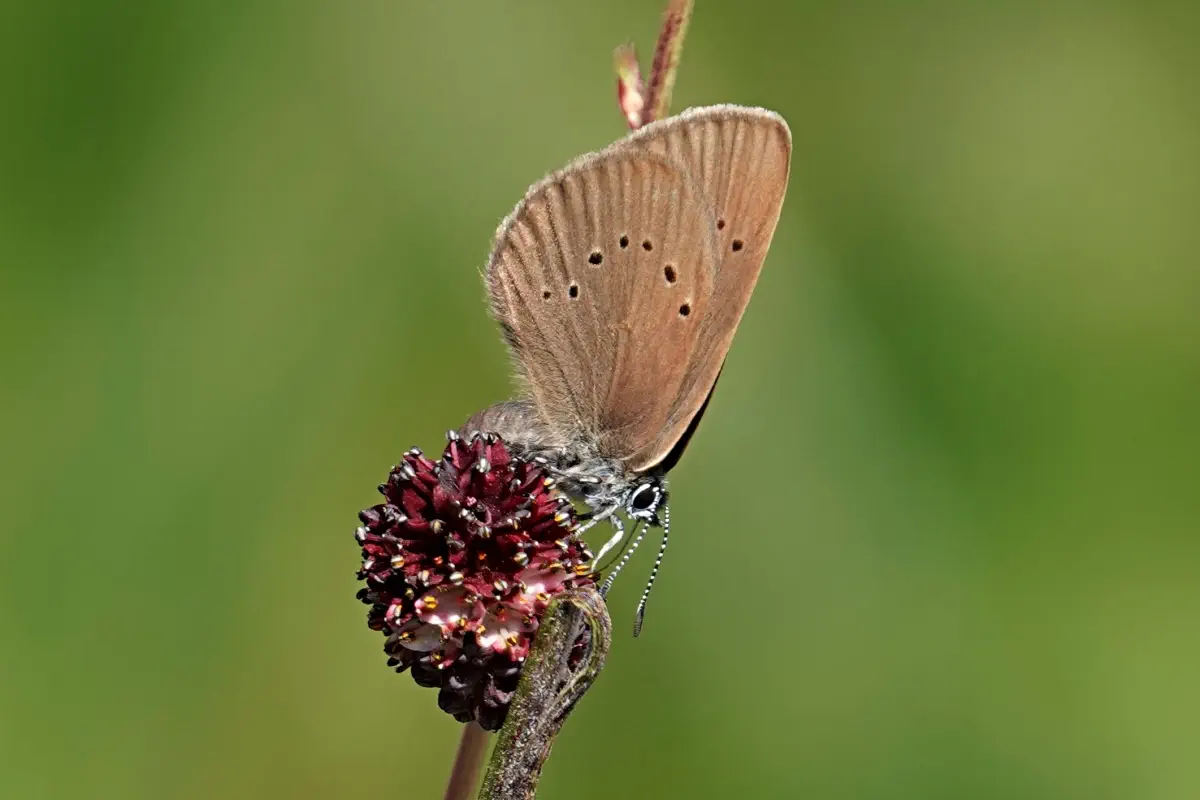 Dunkler Wiesenknopf-Ameisenbläuling