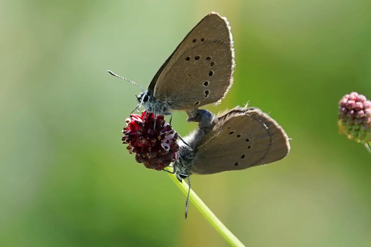 Dunkler Wiesenknopf-Ameisenbläuling
