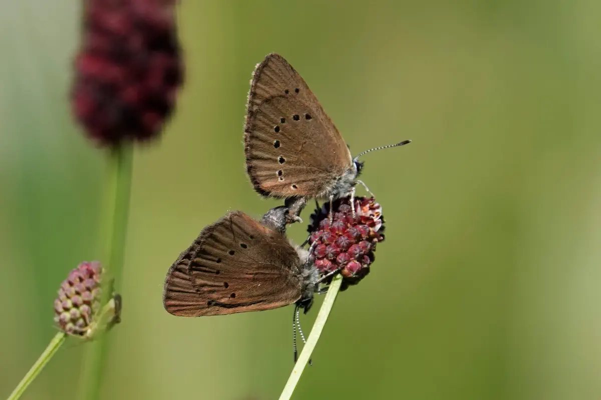Dunkler Wiesenknopf-Ameisenbläuling