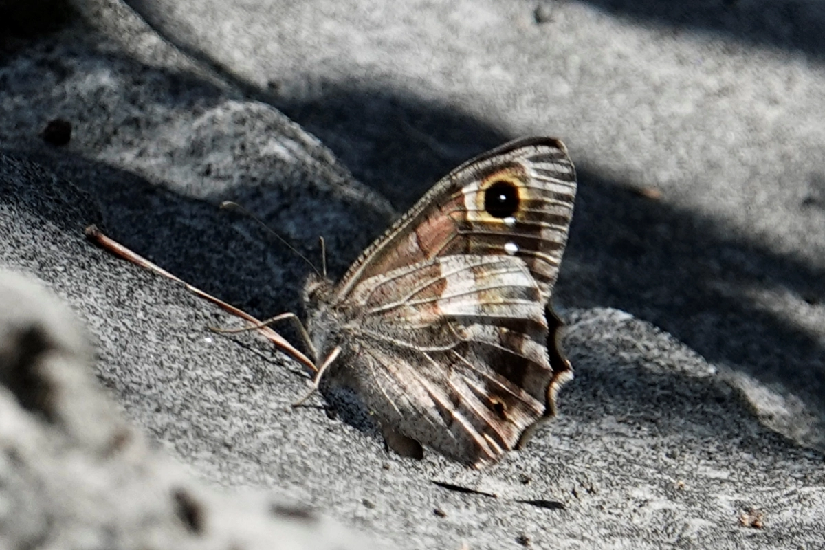 Eisenfarbiger Samtfalter