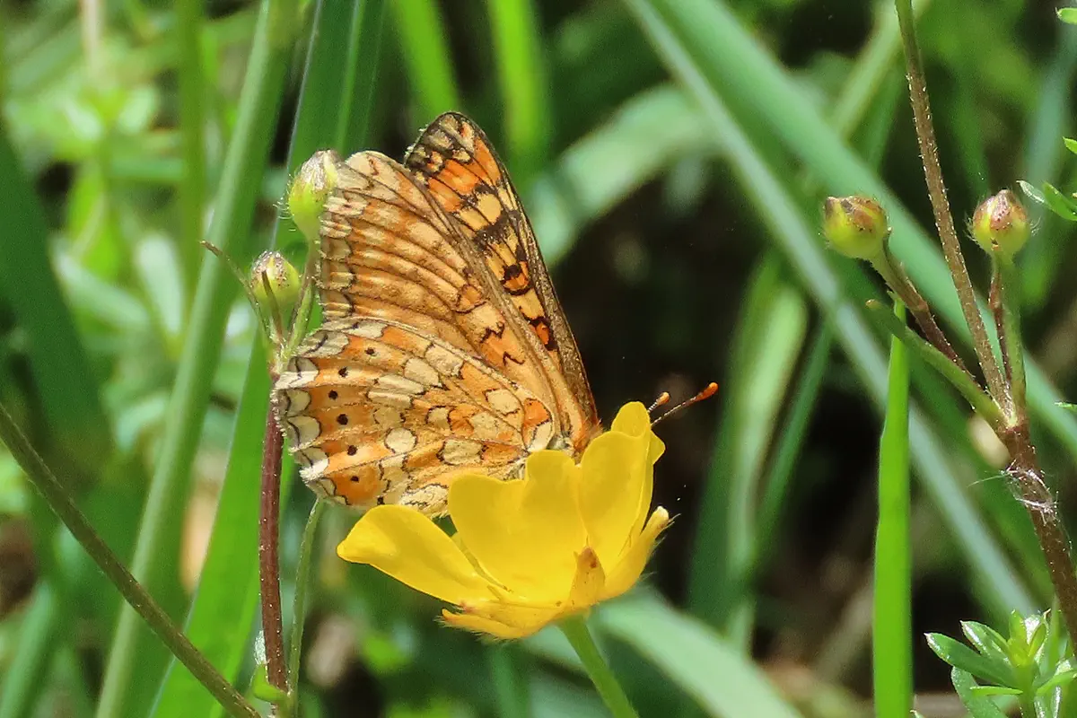 Goldener Scheckenfalter