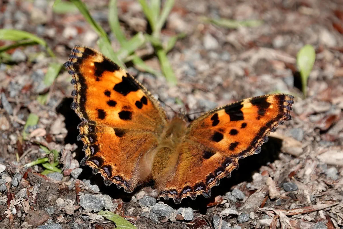 Grosser Fuchs