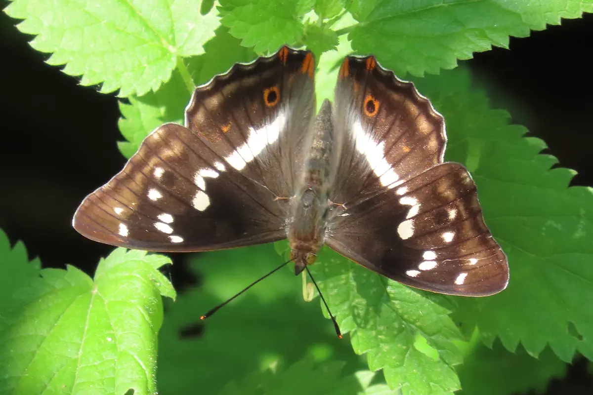 Grosser Schillerfalter