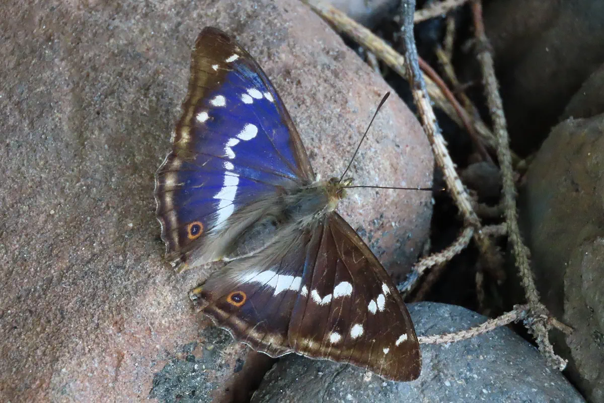 Grosser Schillerfalter