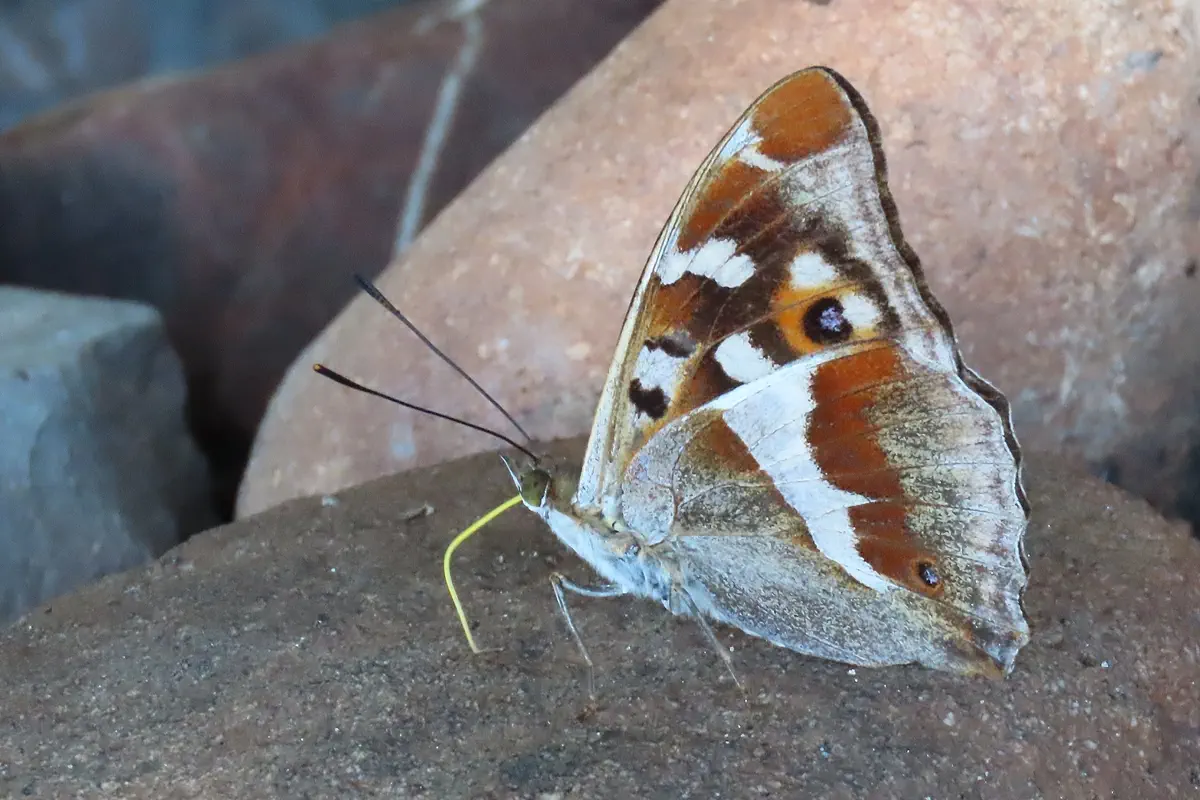 Grosser Schillerfalter