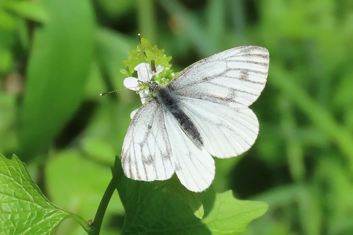 Grünaderweissling