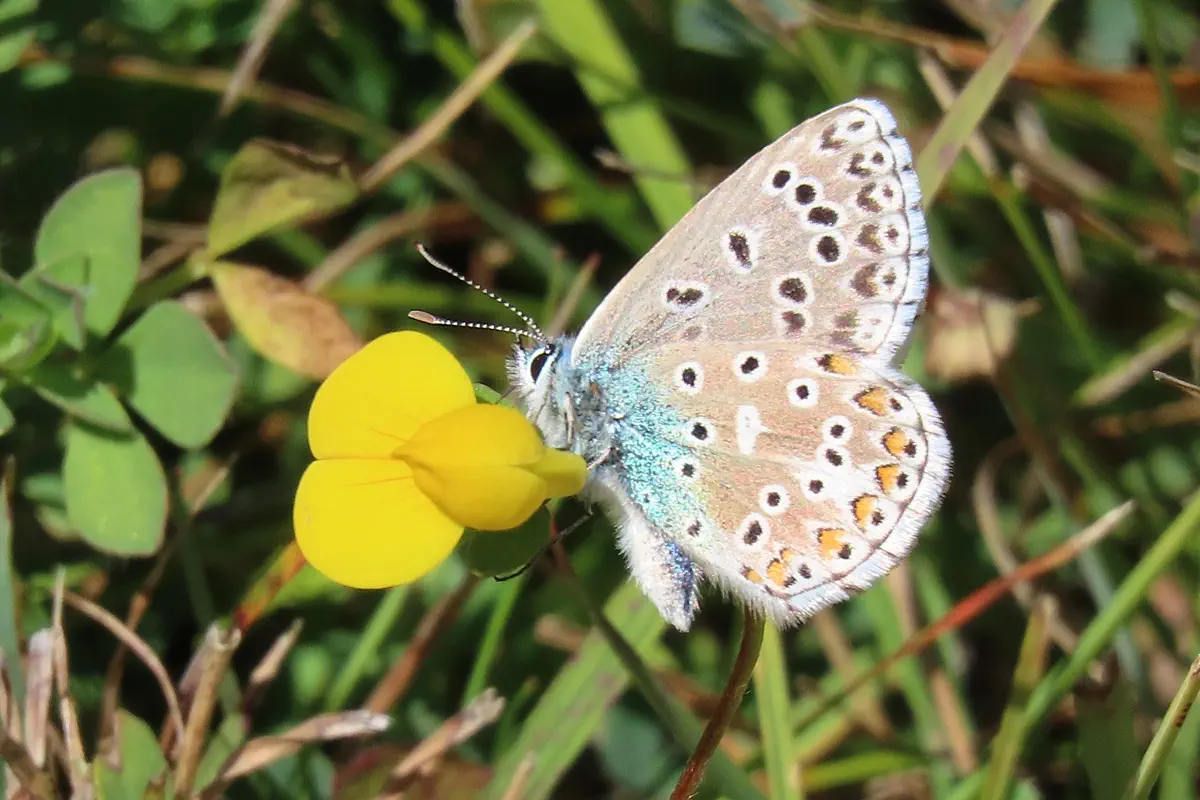Himmelblauer Bläuling