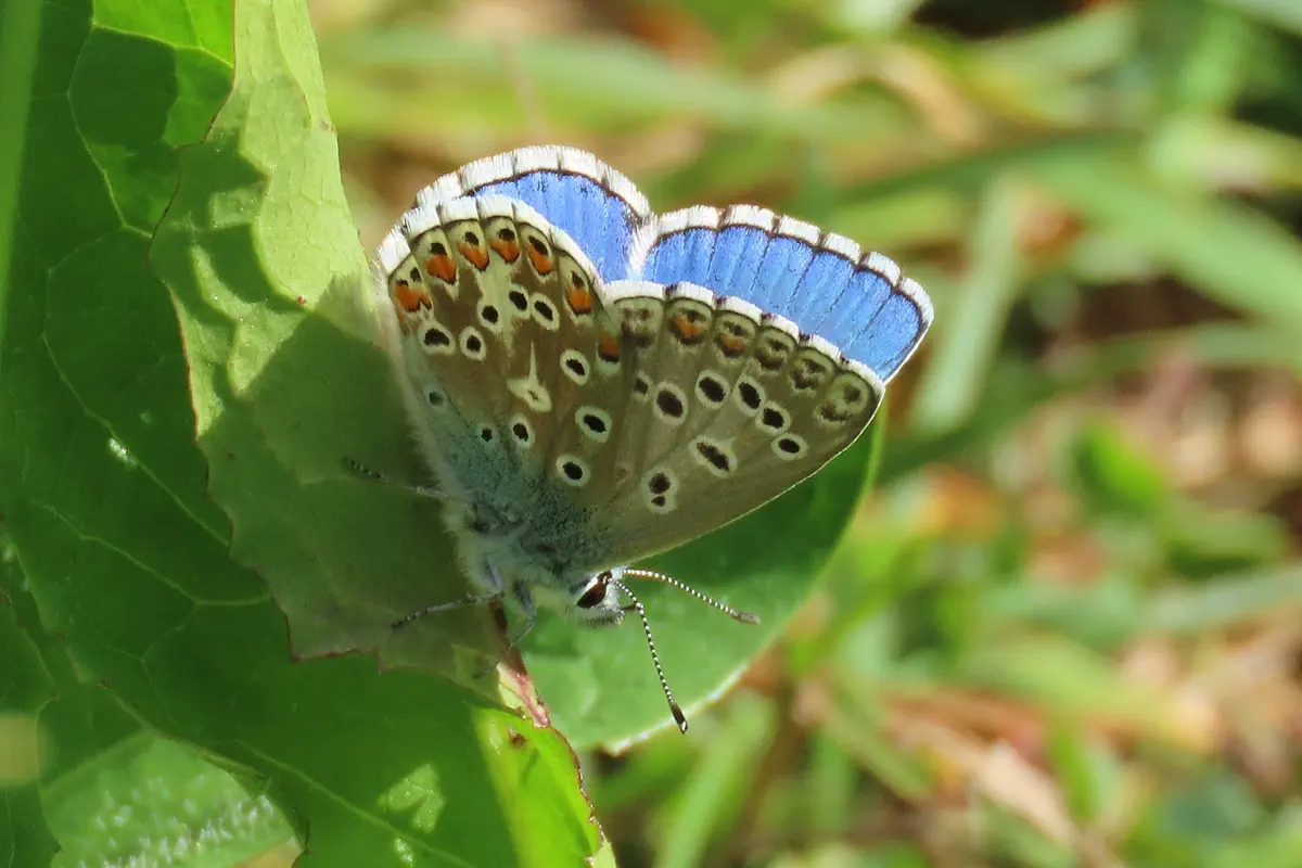 Himmelblauer Bläuling