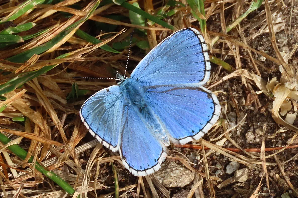 Himmelblauer Bläuling