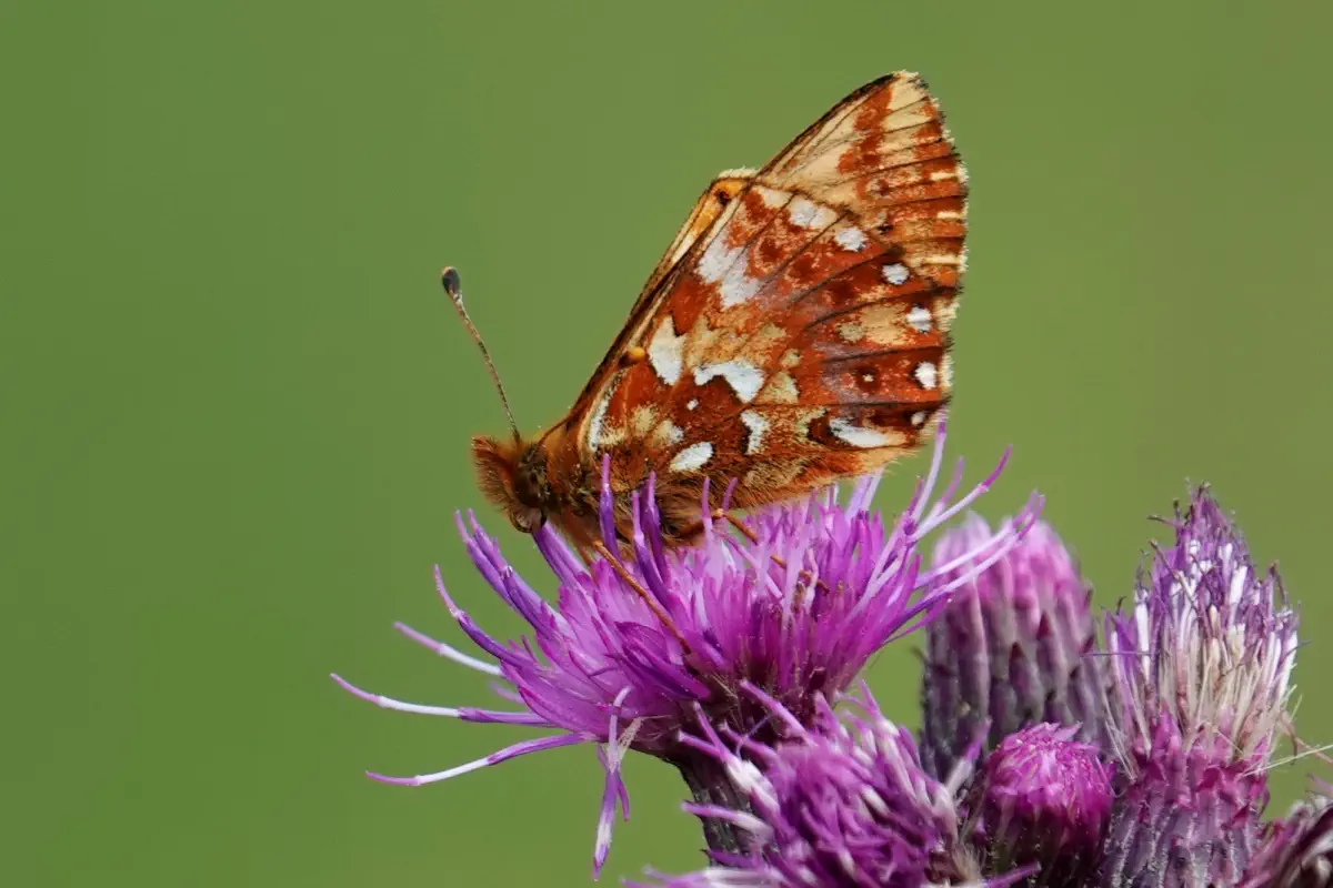 Hochmoor-Perlmutterfalter