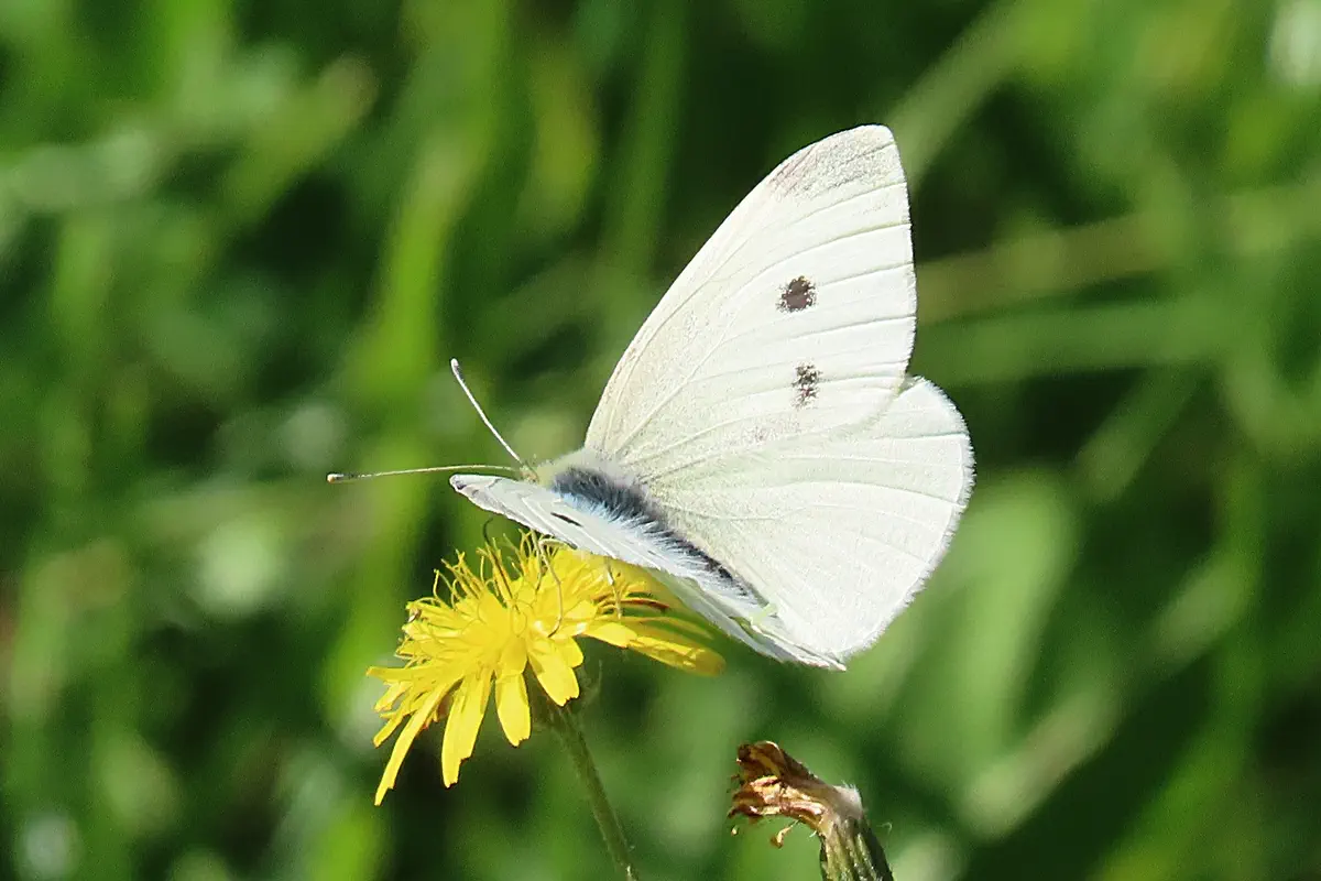 Kleiner Kohlweissling