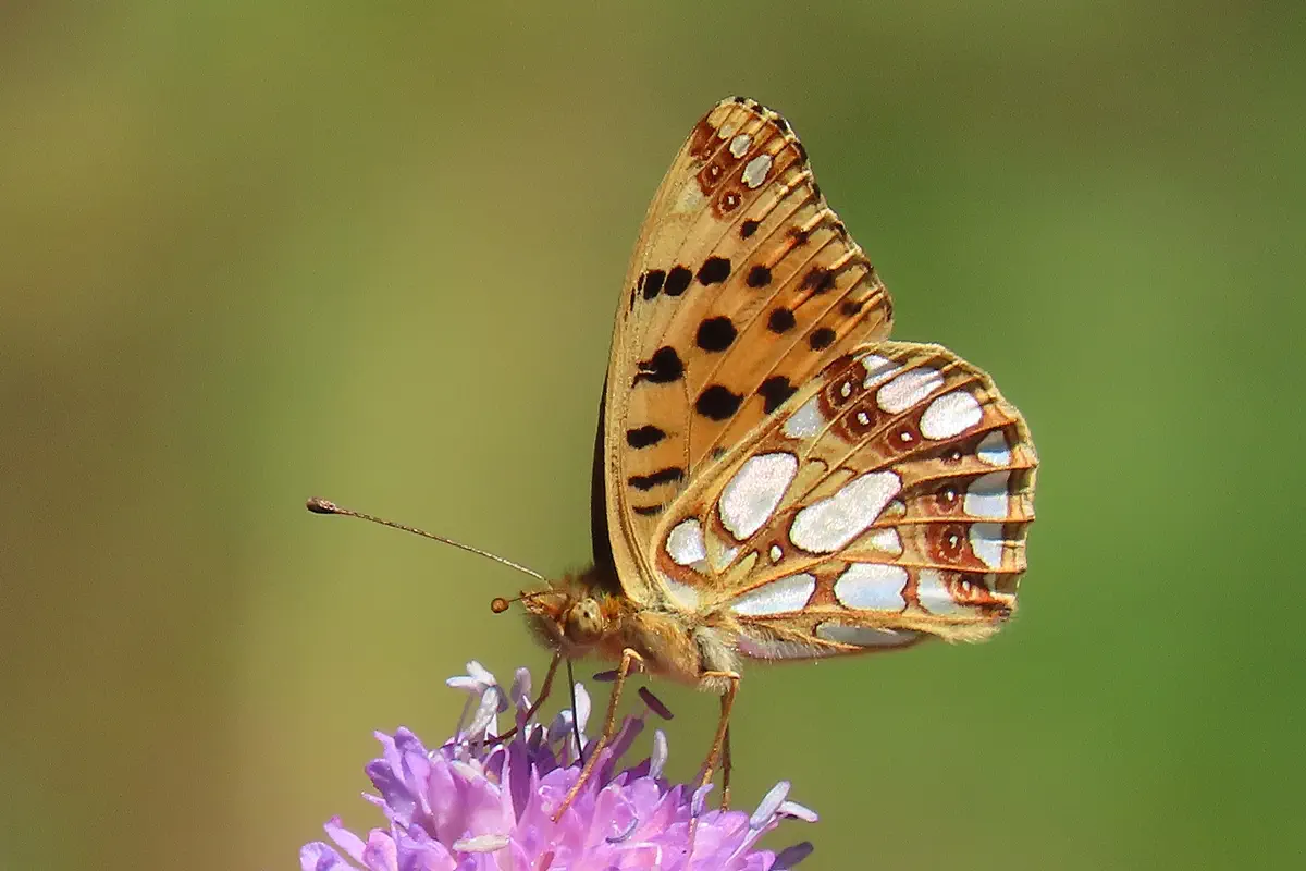 Kleiner Perlmutterfalter