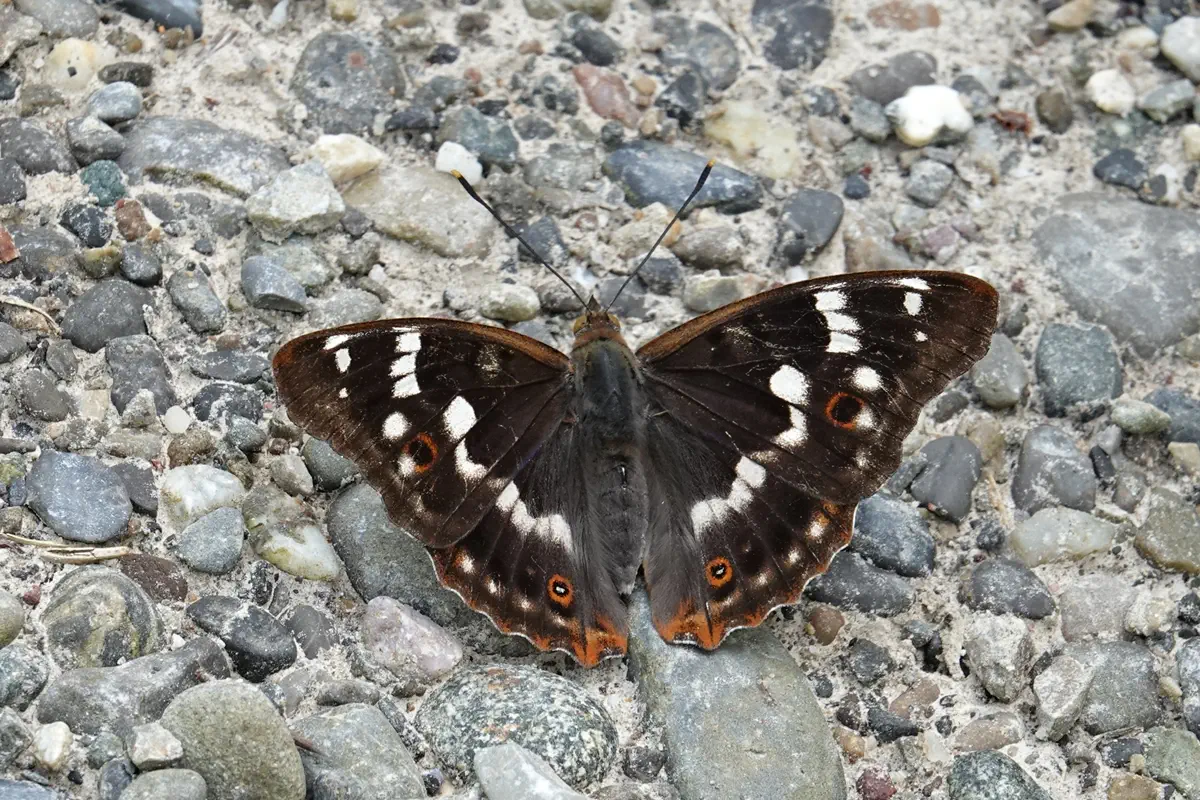 Kleiner Schillerfalter