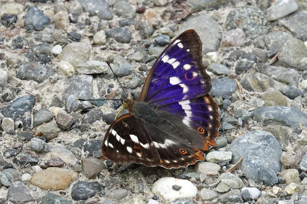 Kleiner Schillerfalter