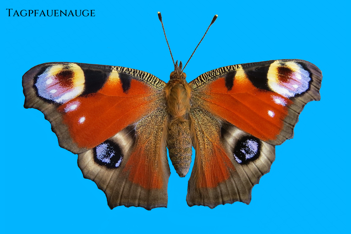 Tagpfauenauge