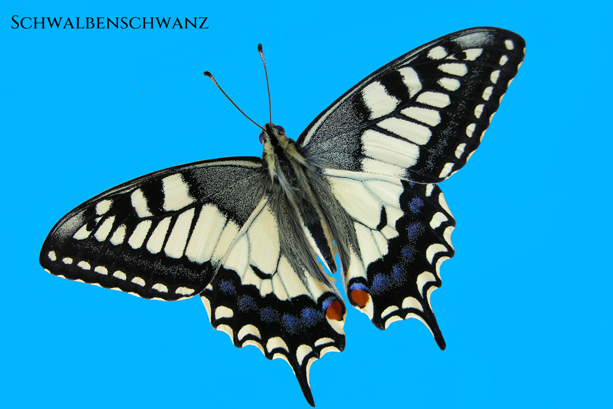 Schwalbenschwanz