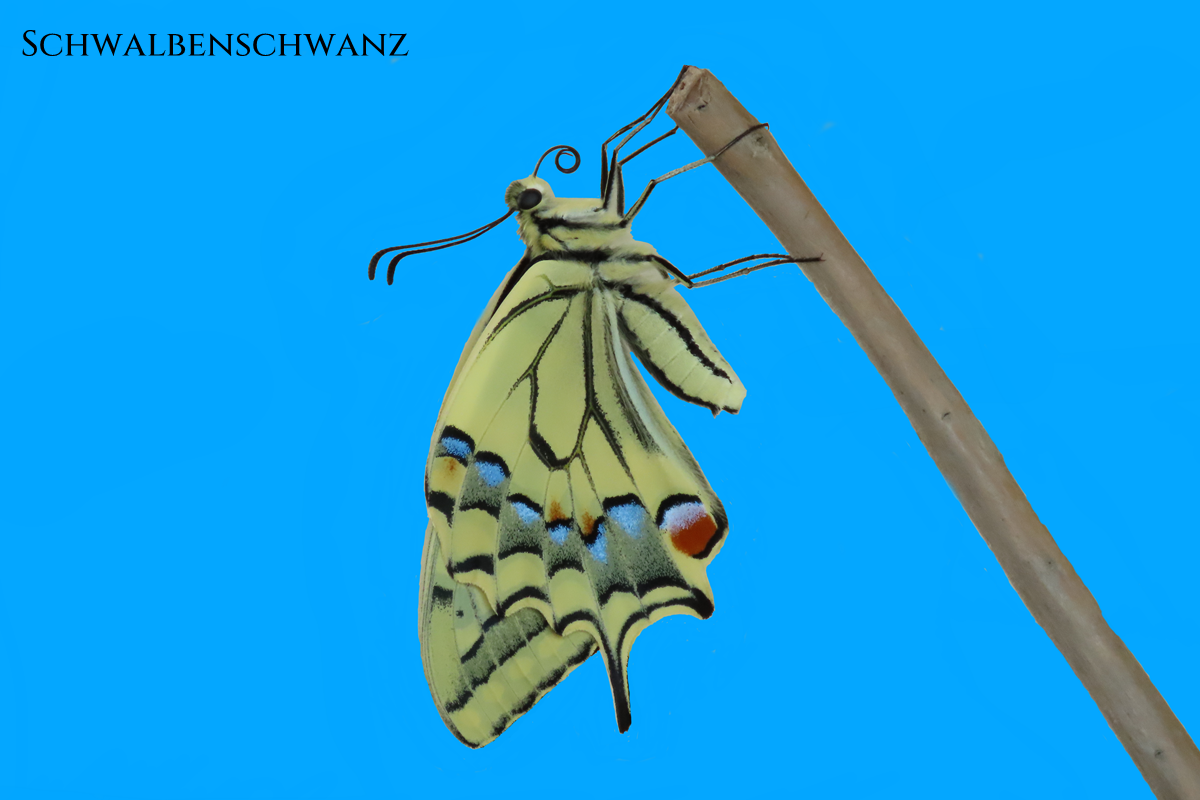 Schwalbenschwanz