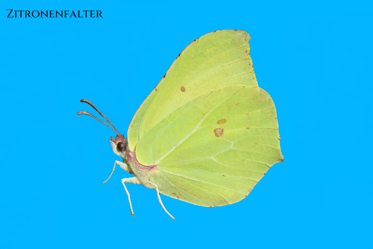 Zitronenfalter