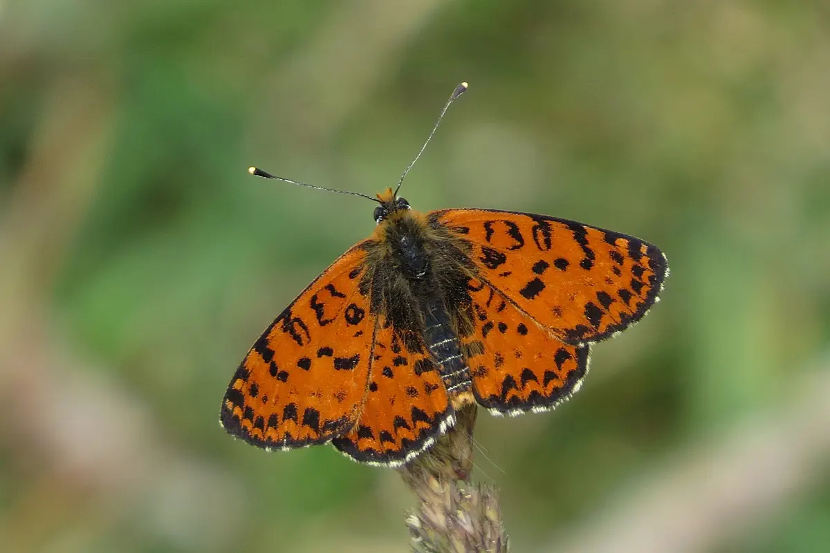 Roter Scheckenfalter