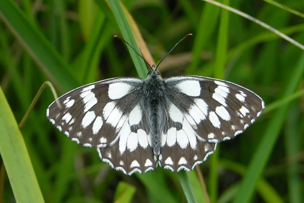 Schachbrettfalter
