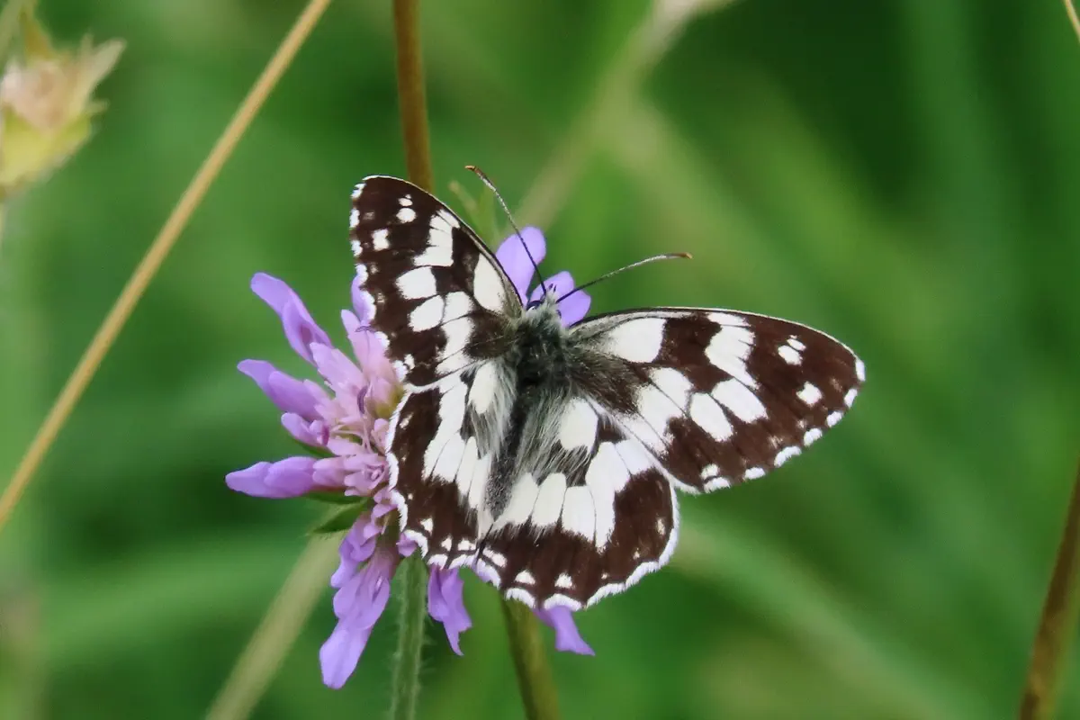 Schachbrettfalter