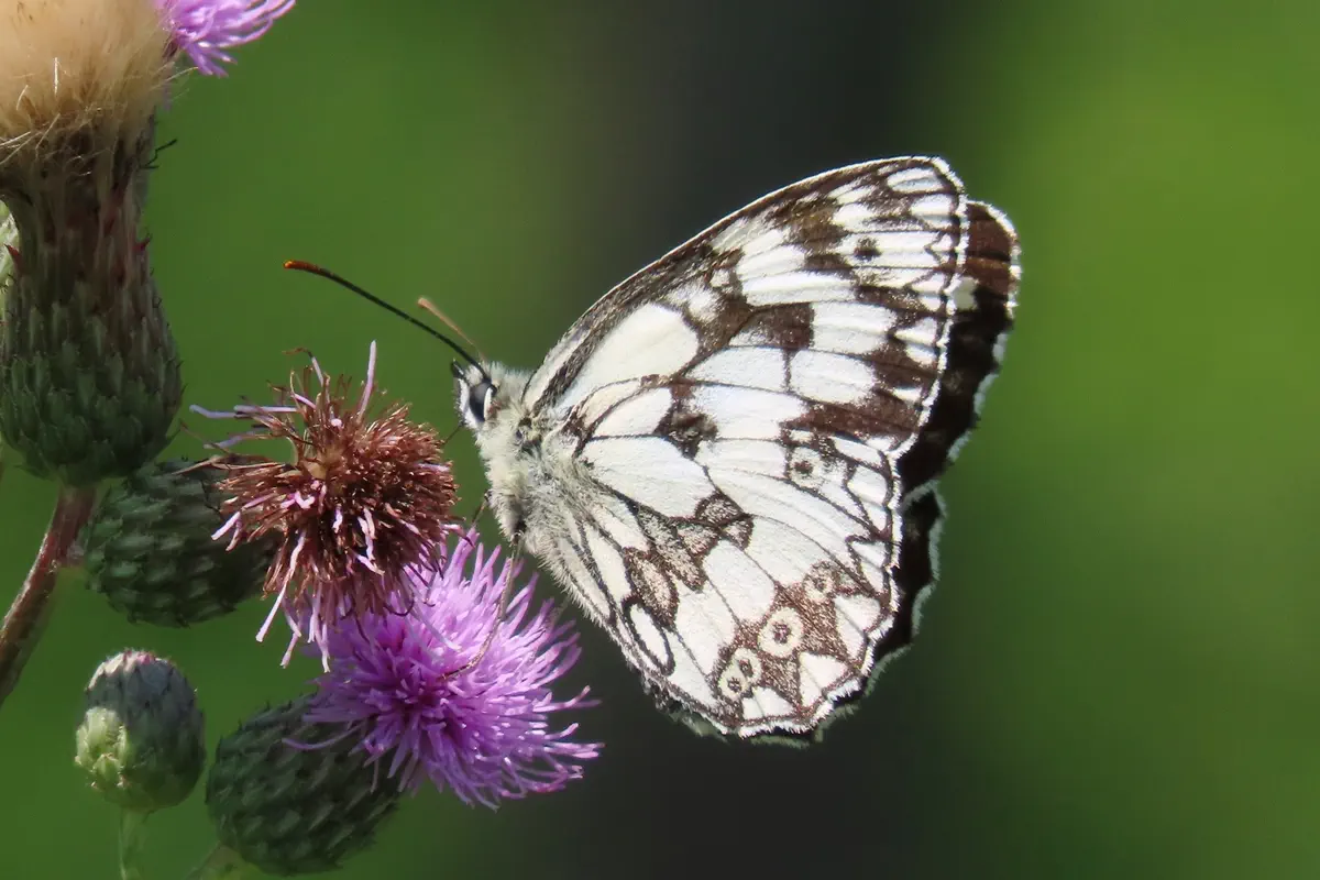 Schachbrettfalter