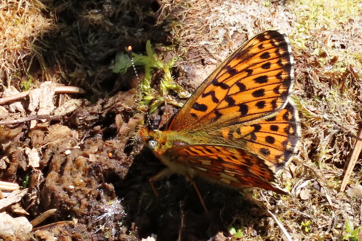 Silberfleck-Perlmutterfalter