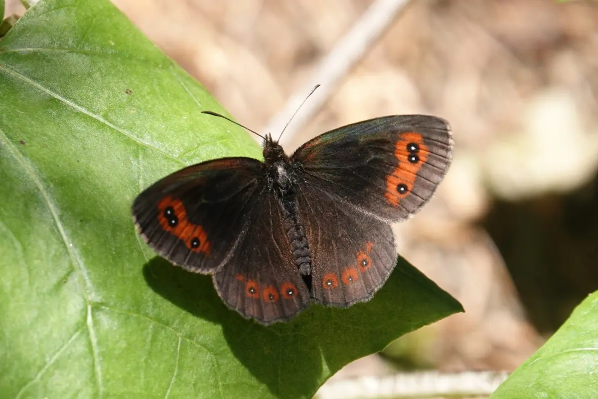 Waldteufel