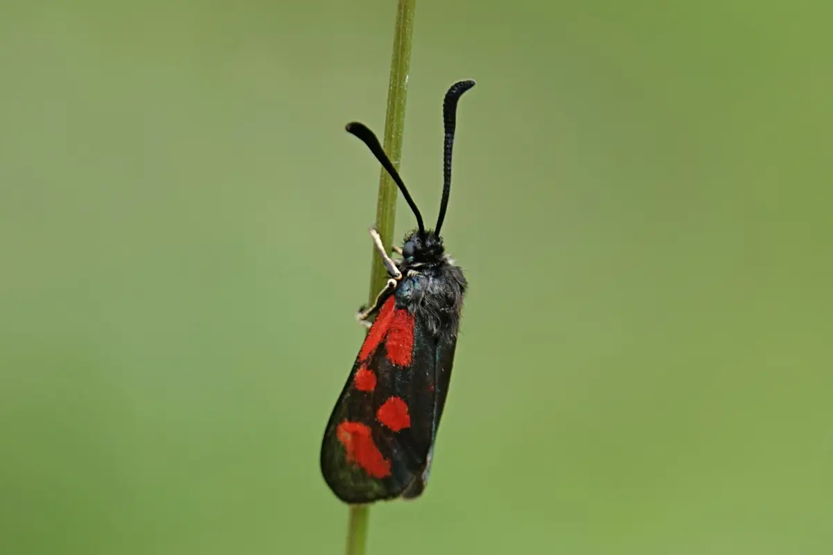 Beilfleckwidderchen
