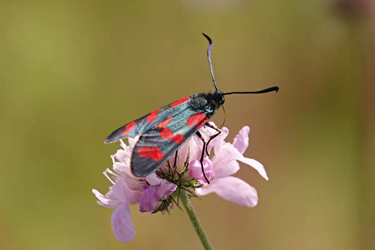 Gewöhnliches Widderchen