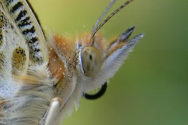 Facettenauge Distelfalter